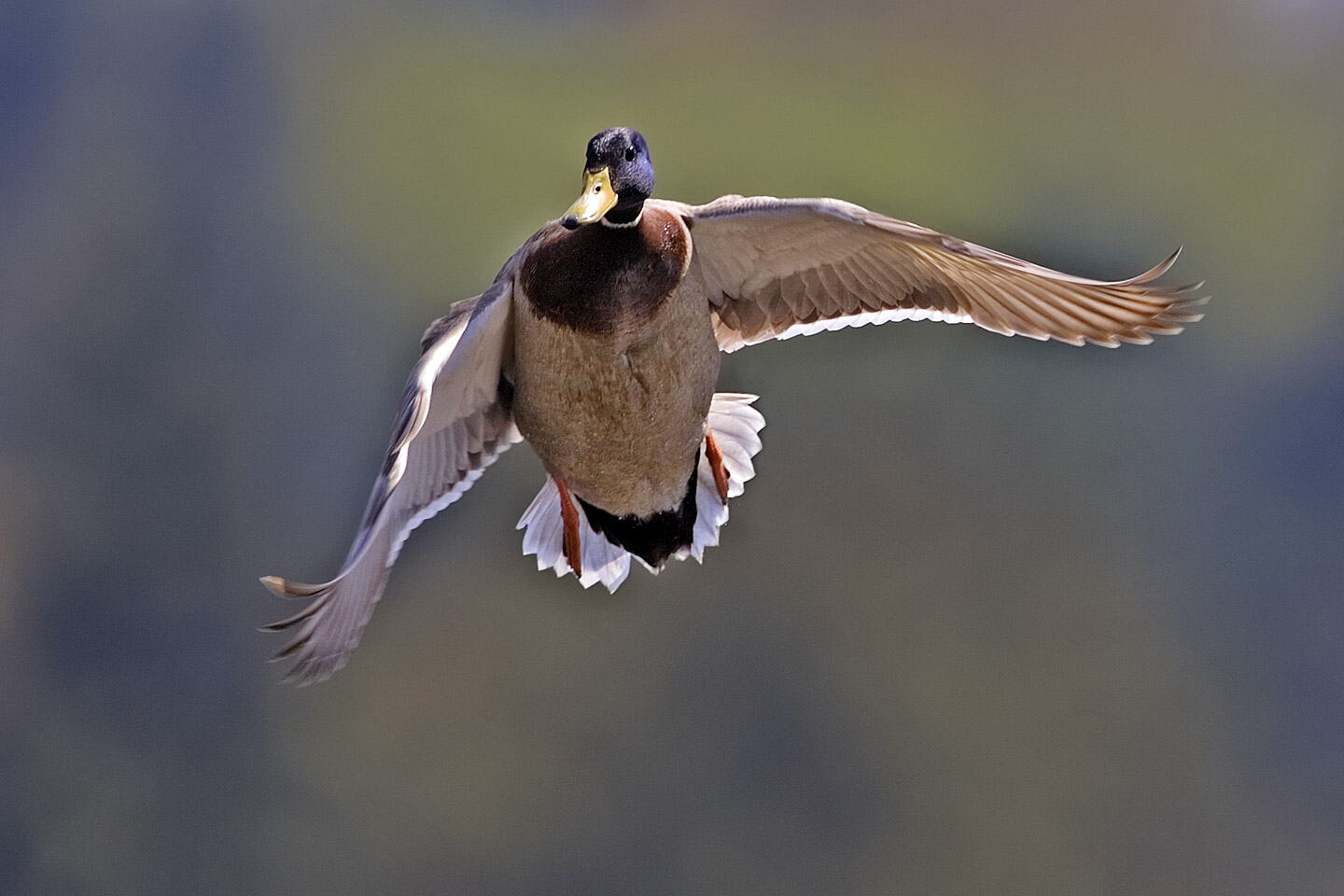 Male mallard flight - natures pics.jpg