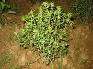 275px-Satureja hortensis bgiu.jpg