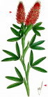 Trifolium rubens 2.jpg