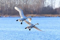 Depositphotos 104184474-stock-photo-swans-in-flight.jpg