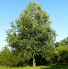 Дерево1.jpg