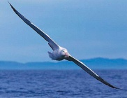 Albatros 1.jpg