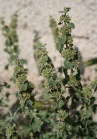 250px-Marrubium vulgare 1.jpg