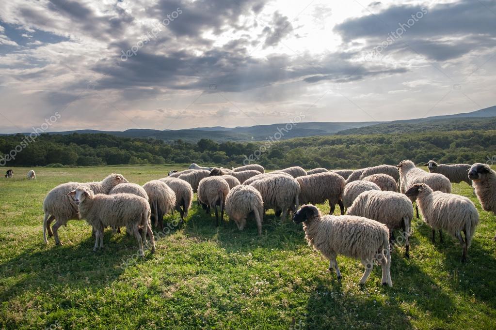 Depositphotos 93822314-stock-photo-flock-of-sheep-grazing-on.jpg