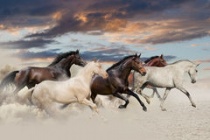 Five-horse-run-gallop-desert-sunset-44357838.jpg