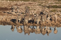 Depositphotos 30955919-stock-photo-group-of-zebras-drinking-water.jpg